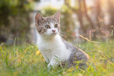 Cute Short Hair cat playing on green grass