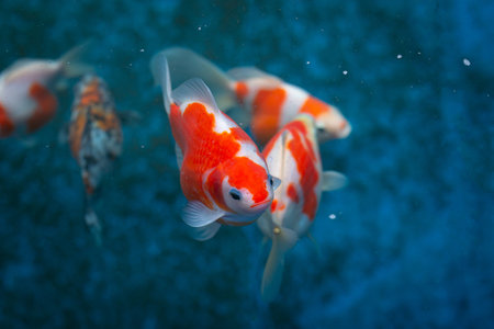 Close up of red and white tamasaba goldfish from Japan in blue tankの写真素材