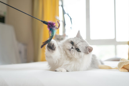 Cute persian cat playing toy with owner on white bedの写真素材