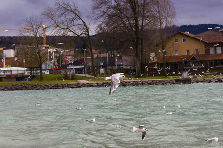 sea gull flying across an overcast sky.