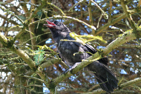 Black crow on the tree