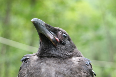 Black raven on the tree, closeup