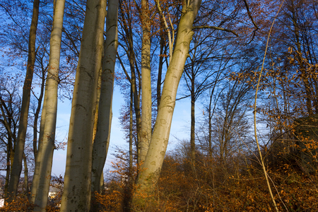 sun shining through tree branchesの写真素材