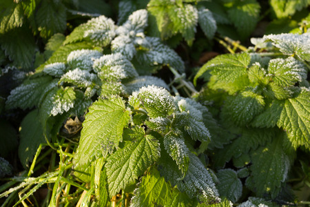 STINGING NETTLE (Urtica dioica)の写真素材