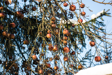 apples left on the trees in freezing winter, apple treeの写真素材