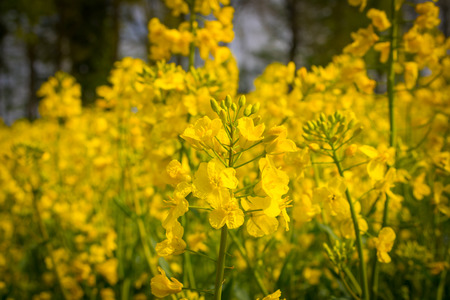 Canola Field in summerの写真素材