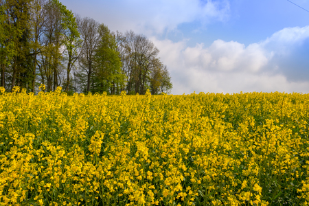 Rape meadow under blue sky in summerの写真素材