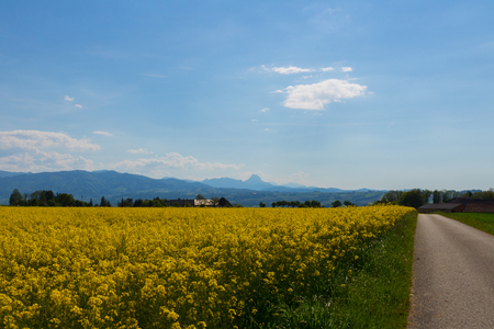 Canola field under blue sky in summerの写真素材