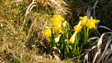 Sunshine on Easter flowers, Narcissus, Spring, Sunshine.の写真素材