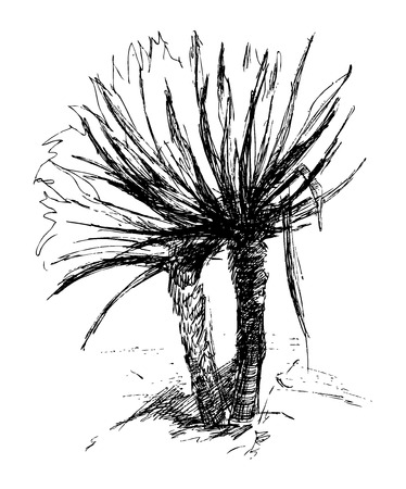Palmz. Ink sketch. Hand drawn illustration.のイラスト素材