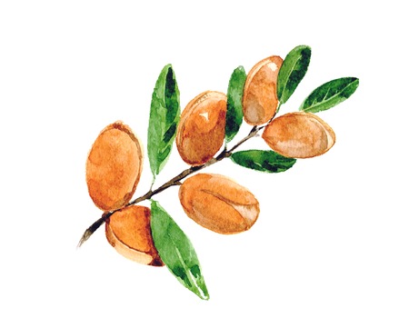 Branch of argan. Watercolor. Isolated.の写真素材