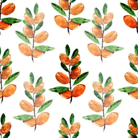 Seamless patern of argan. Watercolor illusration on white background.の写真素材