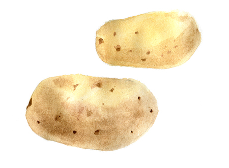 The potato tubers. Watercolor illustration. Isolated.の写真素材