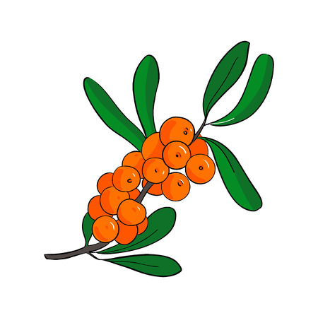 Branch of sea-buckthorn. Vector ilustration isolated on whiteのイラスト素材