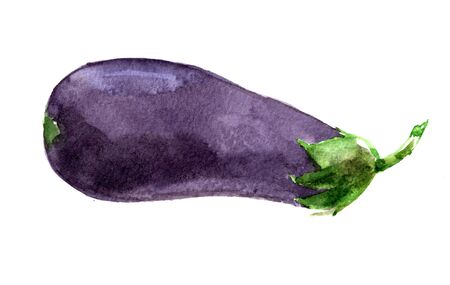 Watercolor eggpant. Hand drawn illustration isolated on white background.の写真素材