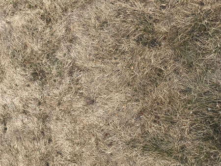 Brown dried grass. Natural fall background texture.の写真素材