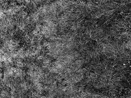 Grey grass on dark background. Natural texture.の写真素材