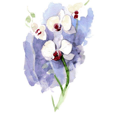 White Orchid branch on blue background. Hand drawn watercolor illustration. Vectorのイラスト素材