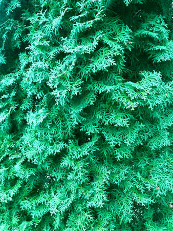 Texture of green arborvitae. Template for social networks or background.の写真素材
