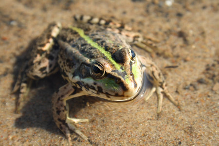 Frog in waterの写真素材