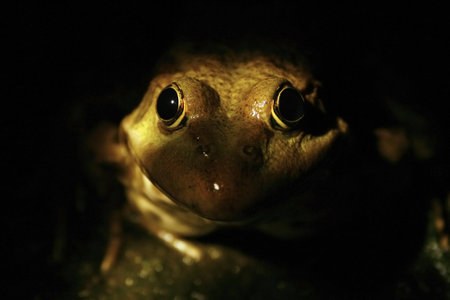 Frog hunting in the darkの写真素材