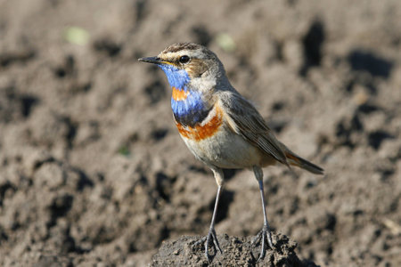 Luscinia svecicaの写真素材