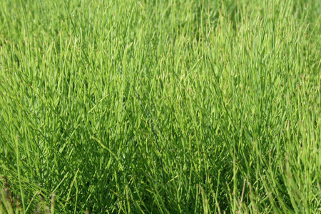 Horsetail grass, bushes grass background の写真素材