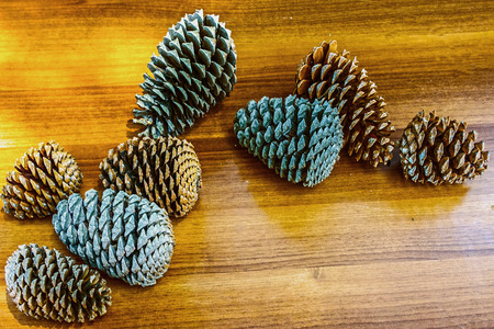 pineconesの写真素材