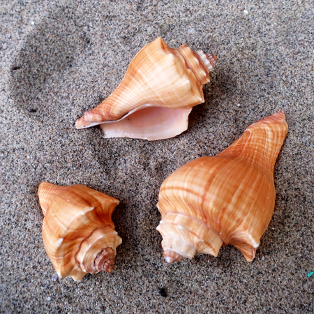 three shells