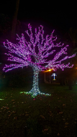 sapling bright peachの写真素材