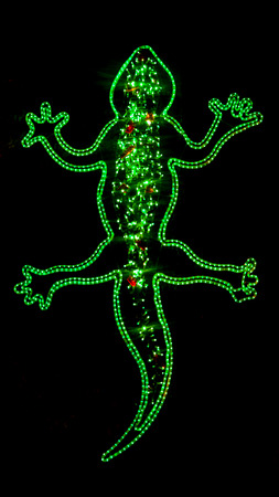 lizard brightの写真素材