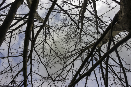 branches to the sky