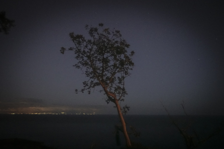 lonely tree in the night - 145の写真素材