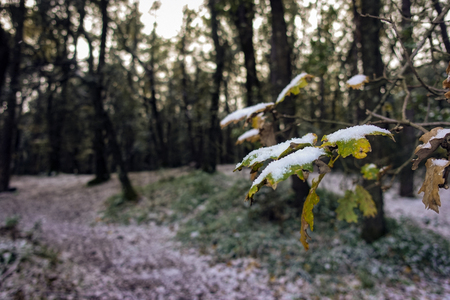 snowy chestnut grove - 38の写真素材