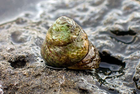 hermit crab - 192