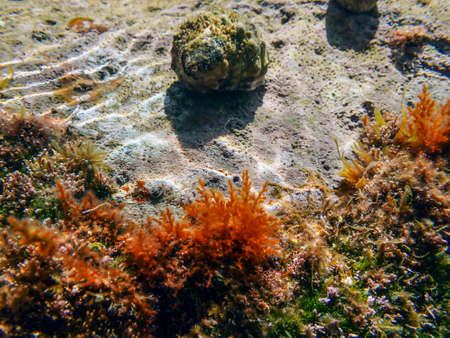 hermit crab (140)の写真素材