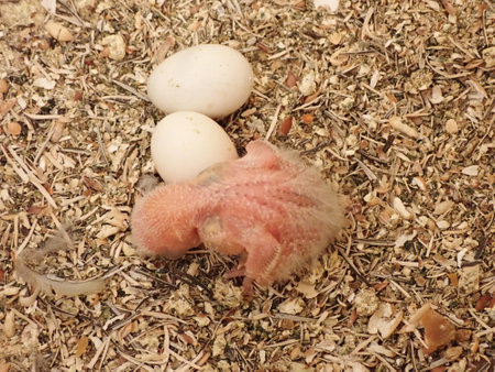 nest