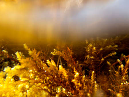 Alghe marine nel fondale di Giardini Naxos - 566の写真素材