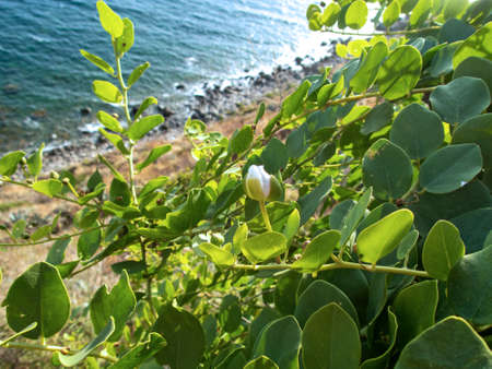 capers 1592