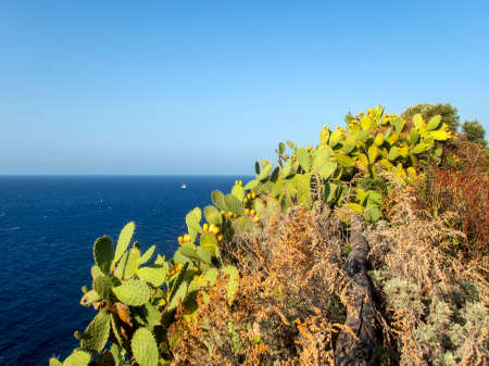Mediterranean scrub 1569の写真素材