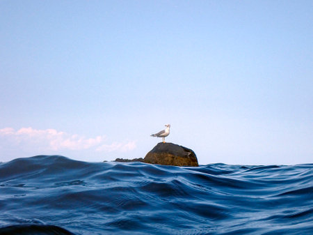 the seagull the rock and the sea 348の写真素材