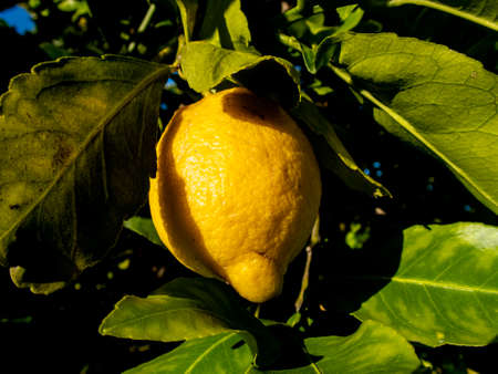 Lemon among the leaves