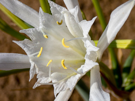 sea lilyの写真素材