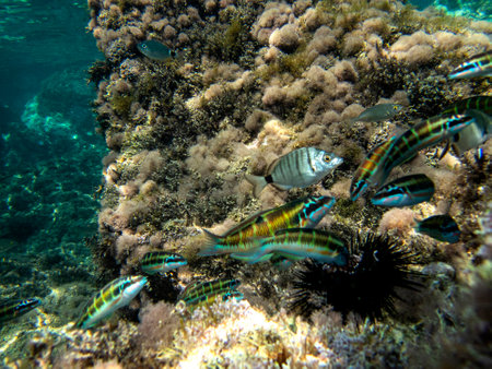 Underwater view of the marine life in the sea of the Isola delle Sirene in Taorminaの写真素材