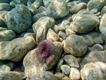 Underwater sea view of the Sirene island, stones and algae in the waterの写真素材