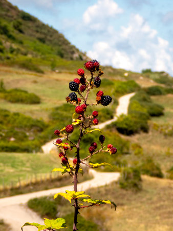 Ripe blackberries on a branch, path of the Nebrodi mountains in Sicilyの写真素材