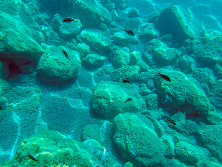 Underwater view of the Taormina sea with fish swimming in the waterの写真素材