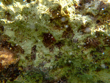 Close up of lichen on a rock in the Mediterranean Sea.