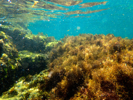 Underwater view of the coral reef, Seaweed, Underwater background