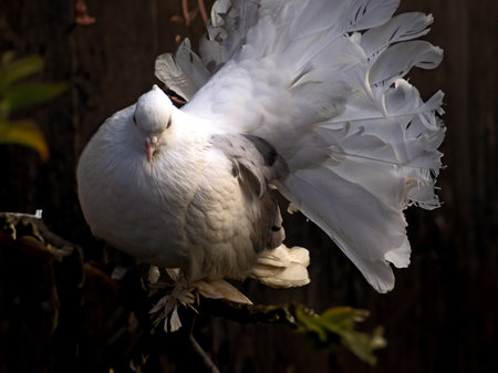 White dove on a branch in the garden.の写真素材